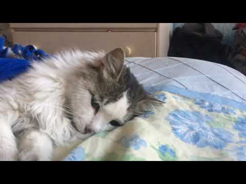 Operación de Yalitza mi Gatita