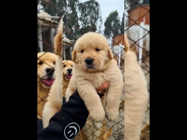 Vídeo relacionado con ¡El Dogfather! Padre de golden retriever amistoso padre veneno Camiseta