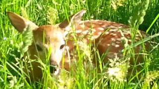 I Got the Turtle Oracle Card & Here's What Happened (see description)