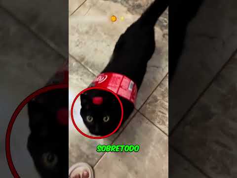 Acaban de prohibir adoptar gatitos en México a partir de hoy.