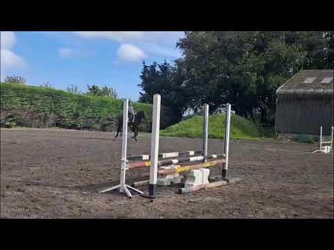 MC Raglan Road (HHS CORNET x SHANNONDALE SARCO) - Video 2 video thumbnail
