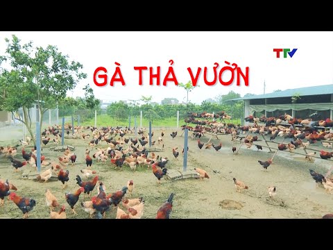 , title : 'Mô hình nuôi gà thả vườn | PTTH Thanh Hóa'