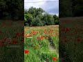 Mantua poppy field