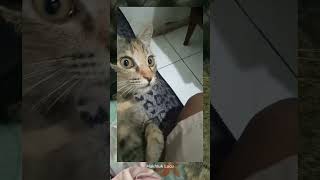 Download lagu Reaksi lucu kucing Saat melihat cicak di dinding bikin ngakak #shorts #viral #lucu mp3