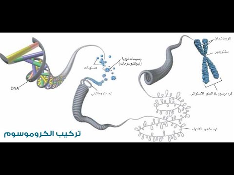 المادة الوراثية DNA -الجزء الثالث-بريدج