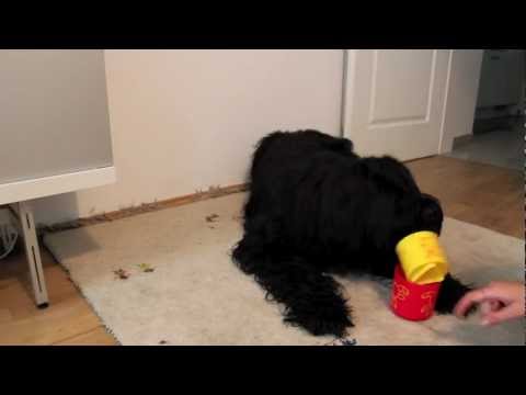 amazing dog trick: stacking cups - Elliot the Briard