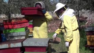 preview picture of video 'Adi Apicoltura l'arte del miele dal 1858'