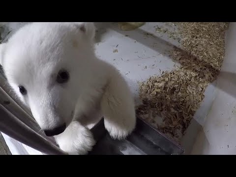 Le zoo de Berlin dévoile les images d'un ourson polaire de 12 semaines