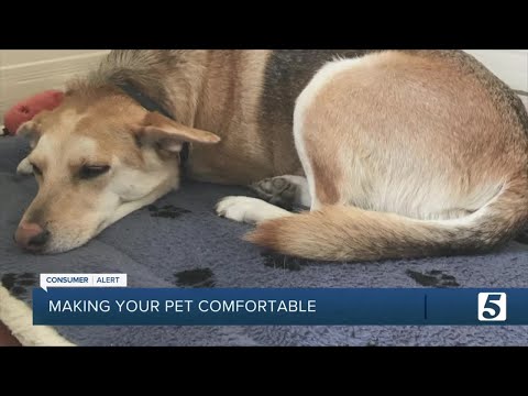 Consumer Reports: How to find the best pet bed to make your dog or cat comfortable and happy
