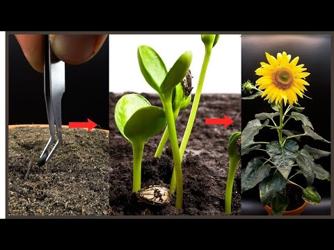 Red Sunflower Time Lapse   Seed To Flower