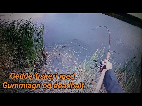 Gedde fiskeri med gummiagn og deadbait