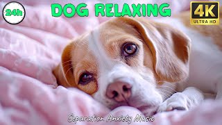 Music collection to help your dog entertain and relax when home alone 🐾 Music for dogs