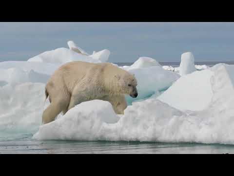 Kings of the Arctic - Polar Bears, Whales & Walrus