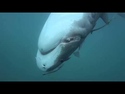How drum lines really work - Dead Tiger Shark