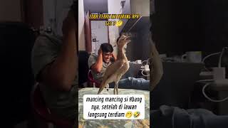 Download lagu COBA TEBAK INI BURUNG APA GAESS ? 🤔#viral #viralvideo #viralshorts #bird #kicauburung #kicaumania mp3 Download lagu COBA TEBAK INI BURUNG APA GAESS ? 🤔#viral #viralvideo #viralshorts #bird #kicauburung #kicaumania mp3