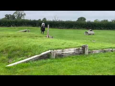 Beautiful Irish Sport Horse Mare - Image 2
