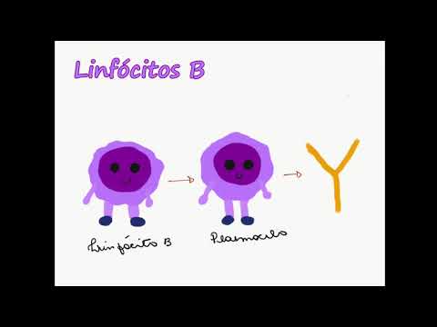 What are leukocytes?