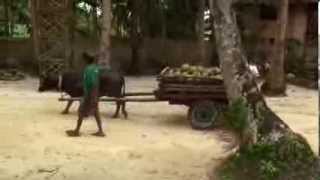 preview picture of video 'Siargao Island Coconut collection'