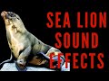 SEA LION SOUND EFFECTS - Sea Lion Bark | Maktub_ytv