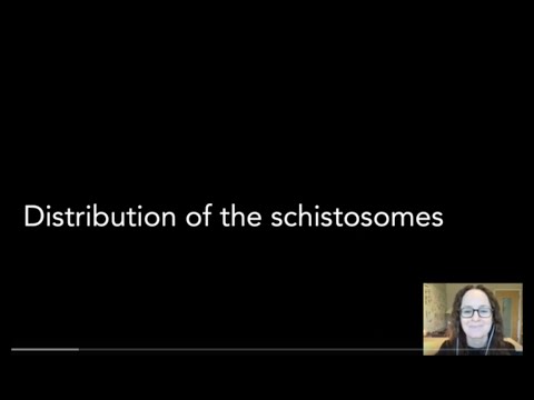 Distribution of the schistosomes