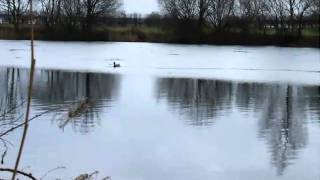 preview picture of video 'Duck trying to swim through ice - Very Funny - Hilarious !'