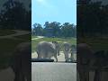 Donkeys Of The Pombia Safari Park Italy Travel Safaripark Donkey Novara Piedmonte Italy