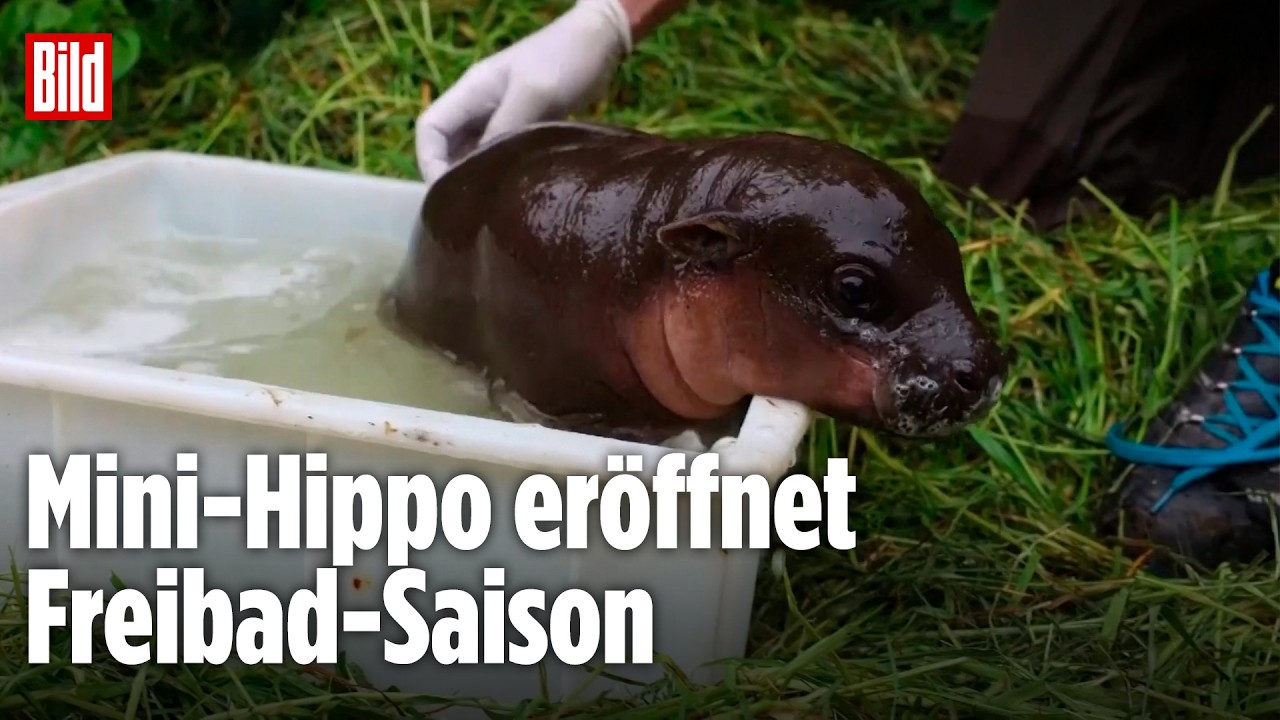 BERLINER ZOO: Kleiner Hippo-Star planscht jetzt los!