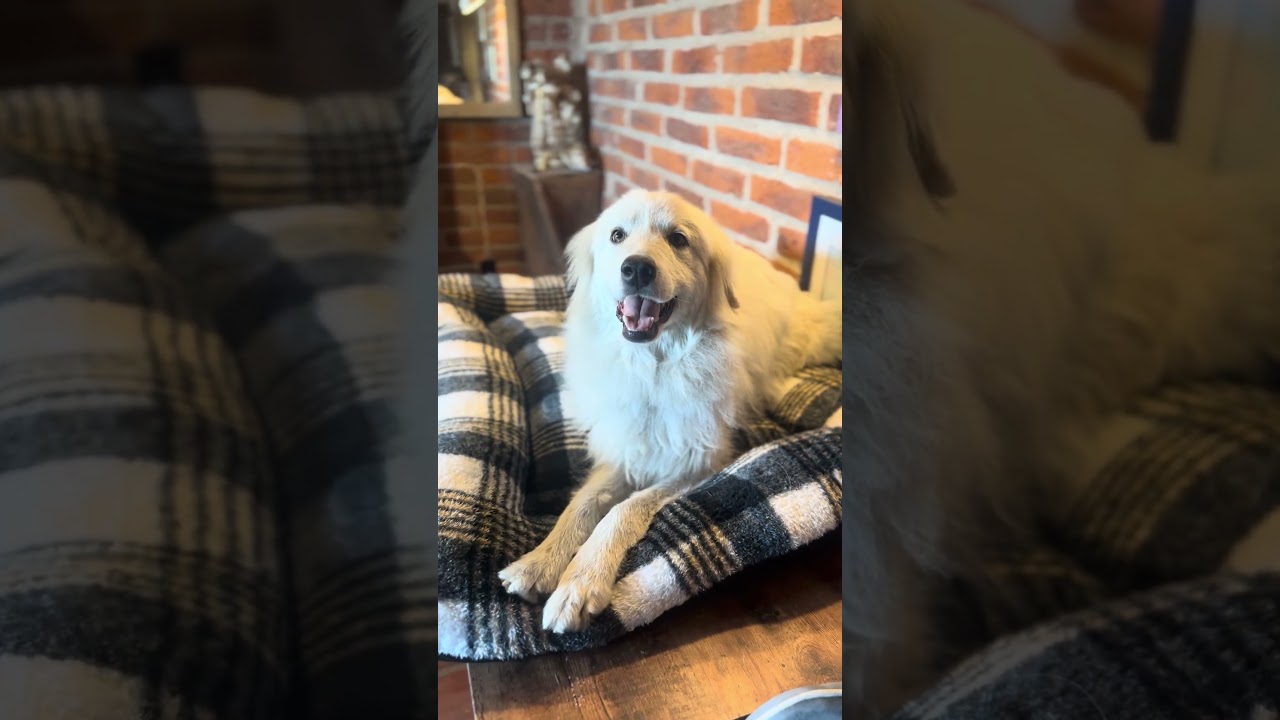 Snow, a Adoptable mixed breed in Encino, CA video 6/6