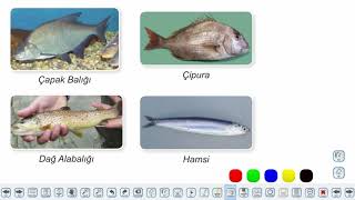 Eğitim Vadisi 9.Sınıf Biyoloji 17.Föy Omurgalı Hayvanlar Konu Anlatım Videoları