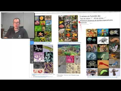 Vídeo: Os cinco reinos dos seres vivos