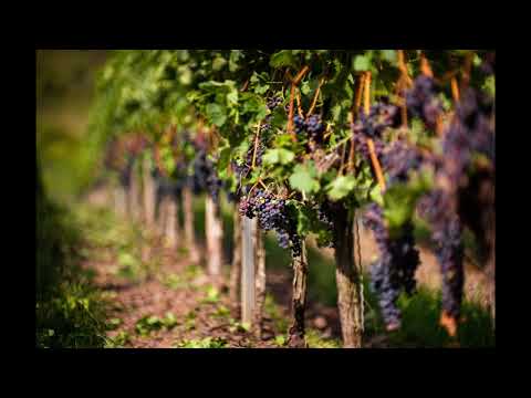 Schola 18 - Chcę trwać przed Tobą