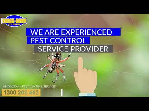 Knockdown Pest Control | 1300 262 463 | Pest Control Sydney