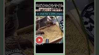 7/2スズメの食事 #癒し #birds #鳥好き #かわいい #動物 #鳥 #birdsoftiktok #birdextreme