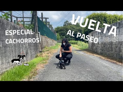 [Vuelta al paseo: Especial perro cachorro, joven y senior]