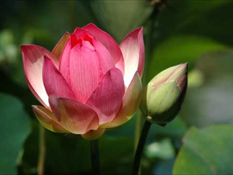 Vô thường - Ngọc Quy