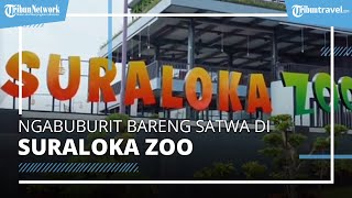 Ngabuburit Sembari Beredukasi Bersama Satwa di Kebun Binatang Suraloka Zoo Yogyakarta