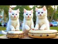 Cat Singing Prayer ALLAHUL KAFI RABBUNAL KAFI Cute Cat Version Singing Prayer