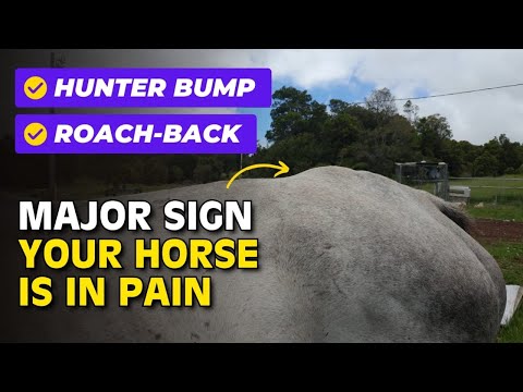 YouTube video about: What is roach back in horses?