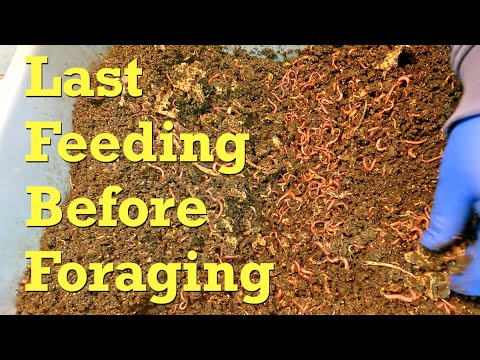 Transition 300-day worm bin from composting to foraging - vermicompost