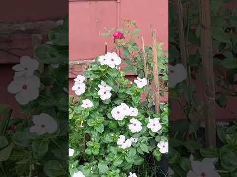 রোজমেরি আর নয়ন তারা ফুলের মিলন মেলা। #rose #love #morningshow