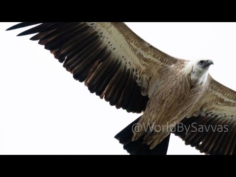 Vultures in Cyprus - Amazing Aerial & Close-up Views 🦅. Κύπρος Γύπας Πυρόχρους, Όρνιο.