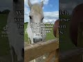 When you publish your new kids horse book on Amazon and then… - GreyPony Films When you publish your new kids horse book on Amazon and then…