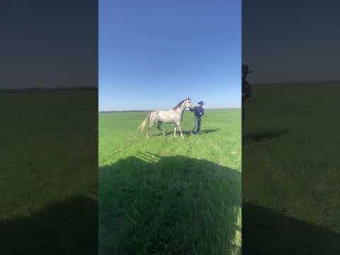 Releasing the stud to his mares at the ranch.