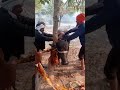 Buffalo Fucking