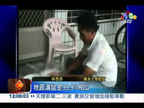 鮮美田鼠大餐?! 恐把溝鼠吃下肚