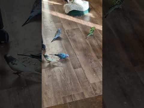 Wellensittiche in der Fußgängerzone