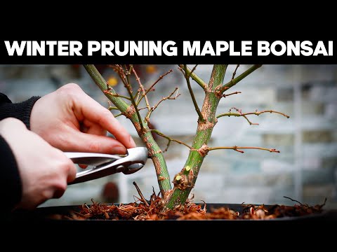 How To Prune Japanese Maple Bonsai in Winter❄️