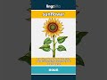sunflower - a tall, yellow flower with ... video thumbnail