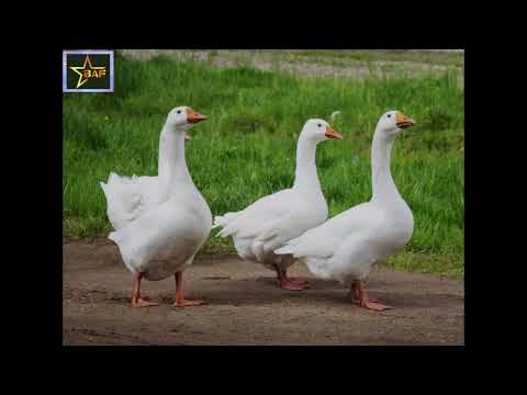 Wings of freedom, surrounded by the colors of life — a moment that reminds us how beautiful can be.