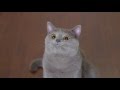 When Cats are Alone Aaron 039 s Animals vo When Cats are Alone Aaron 039 s Animals vo